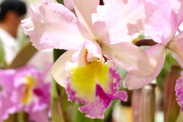 Obraz na płótnie Canvas Orchid flower in tropical