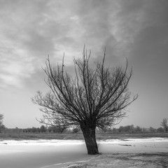 wierzba nad zamarzniętą rzeką © Piotr Szpakowski