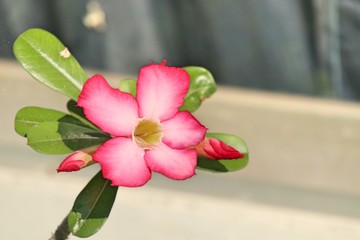 Azalea flowers in tropical