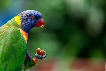 Closeup of a Rainbow Lorikeet