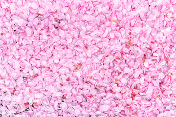  Nature,flowers,environment,parks and abstract concept: background with pink petals of a cherry flower.Petals lying on the street.