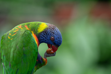 Closeup of a Rainbow Lorikeet