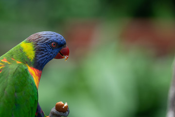 Closeup of a Rainbow Lorikeet