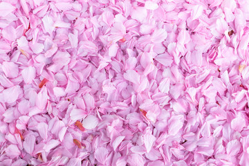  Nature,flowers,environment,parks and abstract concept: background with pink petals of a cherry flower.Petals lying on the street.