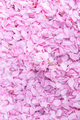 Fototapeta premium Nature,flowers,environment,parks and abstract concept: background with pink petals of a cherry flower.Petals lying on the street.