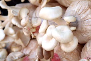 mushrooms cultivation in farm