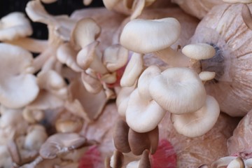 mushrooms cultivation in farm