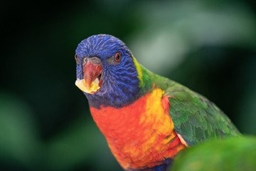 Closeup of a Rainbow Lorikeet feeding in Queensland Australia	