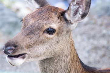 White Tailed Deer