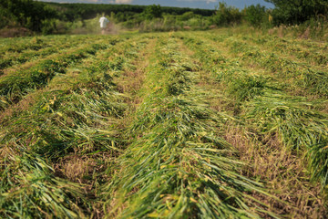 Work on an agricultural farm. A red tractor cuts a meadow.