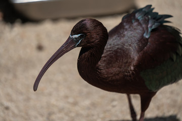 Close up of a glossy ibis bird 