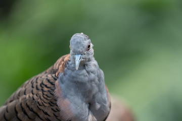 Bar shouldered dove