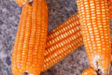 Dry cob corn hanging