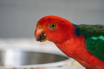 Close up of a King Parrot