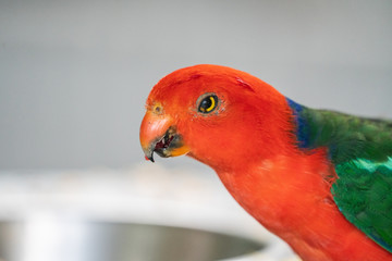 Close up of a King Parrot