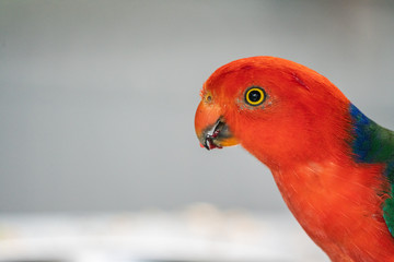 Close up of a King Parrot