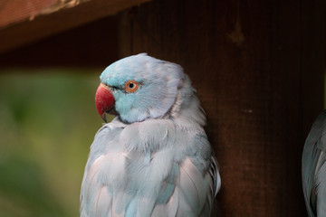 Indian Ringneck bird