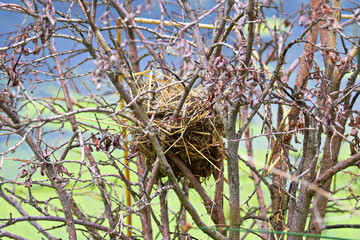 A bird nest built in bare branches