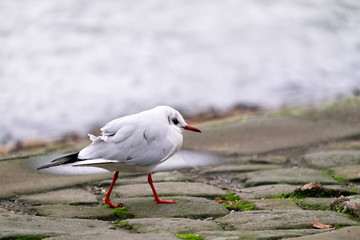 Young gull walking along a lake.