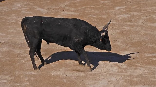 Bull during a Camarguaise race, a sport in which participants try to catch award-winning attributes fixed to the forehead and the horns of a bull named cocardier, South East of France, Slow Motion