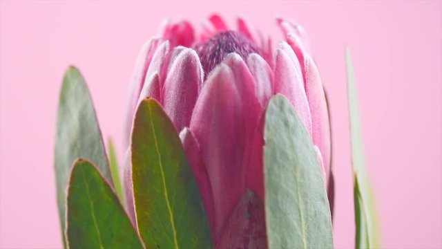 Protea bud closeup. Pink King Protea flower rotation over purple background. Slow motion 4K UHD video footage. 3840X2160