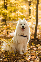 dog breed samoyed husky. White long haired dog in the autumn forest