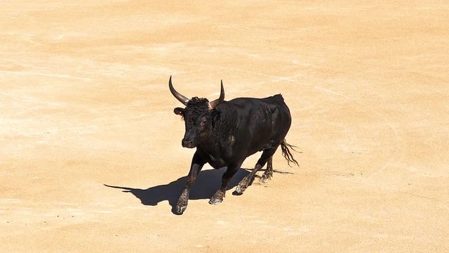 Bull during a Camarguaise race, a sport in which participants try to catch award-winning attributes fixed to the forehead and the horns of a bull named cocardier, South East of France, Slow Motion