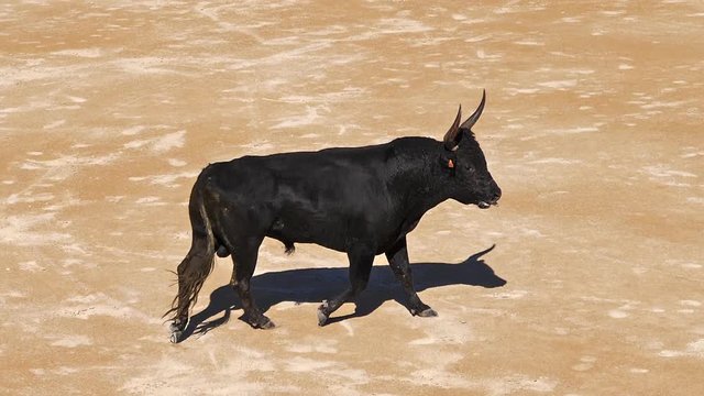 Bull during a Camarguaise race, a sport in which participants try to catch award-winning attributes fixed to the forehead and the horns of a bull named cocardier, South East of France, Slow Motion