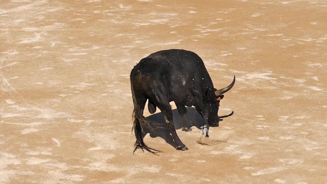 Bull during a Camarguaise race, a sport in which participants try to catch award-winning attributes fixed to the forehead and the horns of a bull named cocardier, South East of France, Slow Motion