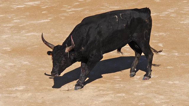 Bull during a Camarguaise race, a sport in which participants try to catch award-winning attributes fixed to the forehead and the horns of a bull named cocardier, South East of France, Slow Motion