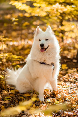 dog breed samoyed husky. White long haired dog in the autumn forest