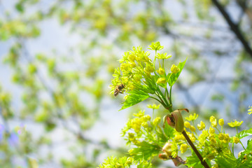 Annual spring renewal of nature. Fresh juicy bright leaves on thin branches of young trees in the garden. The forest wakes up from hibernation.