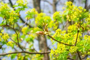 Annual spring renewal of nature. Fresh juicy bright leaves on thin branches of young trees in the garden. The forest wakes up from hibernation.