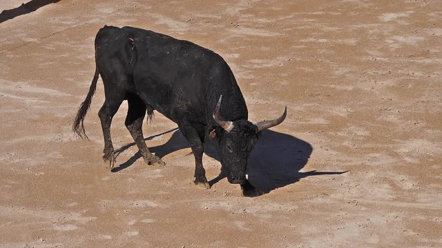 Bull during a Camarguaise race, a sport in which participants try to catch award-winning attributes fixed to the forehead and the horns of a bull named cocardier, South East of France, Slow Motion