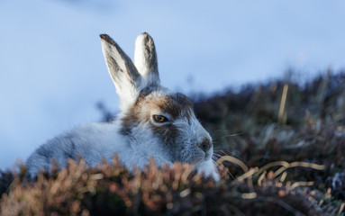 happy mountain hare