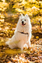 dog breed samoyed husky. Beautiful big white dog. White long haired dog in the autumn forest