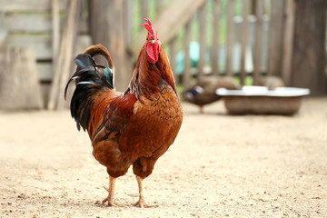 Chicken and cock on farm, shooting outdoors. Rustic theme.