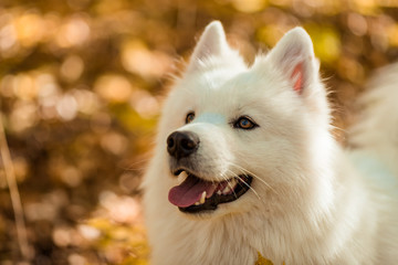 white husky dog portrait