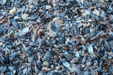 Sea shell texture. The background is blue and brown, with sand and mud.