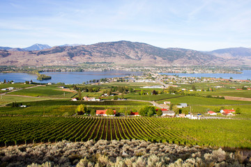 Osoyoos Lake Vineyard