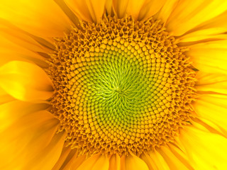 Sunflower natural background. Sunflower blooming. Close-up of sunflower.