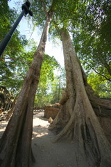 Obraz premium Siem Reap,Cambodia-Januay 11, 2019: Roots of a spung or Tetrameles running along the gallery in Ta Phrom temple in Siem Reap, Cambodia