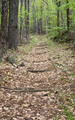 Stone stairs along a path through a summer forest in New England.