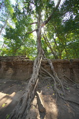 Fototapeta na wymiar Siem Reap,Cambodia-Januay 11, 2019: Roots of a spung or Tetrameles running along the gallery in Ta Phrom temple in Siem Reap, Cambodia