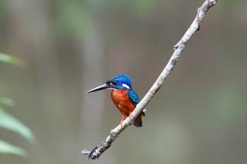 blue eared kingfisher (alcedo meninting).The blue-eared kingfisher is found in Asia, ranging across the Indian subcontinent and Southeast Asia. It is found mainly in dense shaded forests where it hunt
