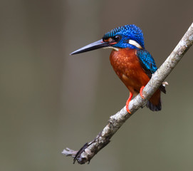 blue eared kingfisher (alcedo meninting).The blue-eared kingfisher is found in Asia, ranging across the Indian subcontinent and Southeast Asia. It is found mainly in dense shaded forests where it hunt