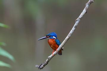 blue eared kingfisher (alcedo meninting).The blue-eared kingfisher is found in Asia, ranging across the Indian subcontinent and Southeast Asia. It is found mainly in dense shaded forests where it hunt