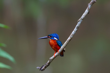 blue eared kingfisher (alcedo meninting).The blue-eared kingfisher is found in Asia, ranging across the Indian subcontinent and Southeast Asia. It is found mainly in dense shaded forests where it hunt