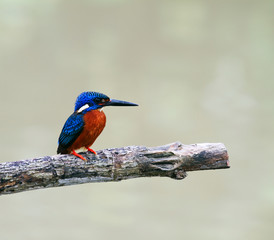 blue eared kingfisher (alcedo meninting).The blue-eared kingfisher is found in Asia, ranging across the Indian subcontinent and Southeast Asia. It is found mainly in dense shaded forests where it hunt