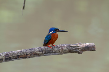 blue eared kingfisher (alcedo meninting).The blue-eared kingfisher is found in Asia, ranging across the Indian subcontinent and Southeast Asia. It is found mainly in dense shaded forests where it hunt